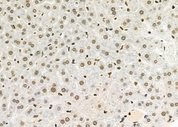 Invitrogen RFPL2 Polyclonal Antibody 100 &mu;L; Unconjugated:Antibodies,