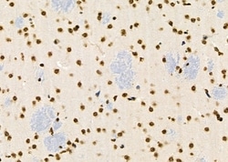Invitrogen RFPL2 Polyclonal Antibody 100 &mu;L; Unconjugated:Antibodies,