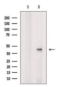 Invitrogen RFPL2 Polyclonal Antibody 100 &mu;L; Unconjugated:Antibodies,