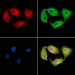 Invitrogen RFPL4B Polyclonal Antibody 100 &mu;L; Unconjugated:Antibodies,