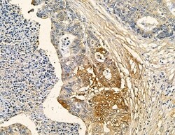 Invitrogen RFPL4B Polyclonal Antibody 100 &mu;L; Unconjugated:Antibodies,