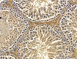 Invitrogen RFPL4B Polyclonal Antibody 100 &mu;L; Unconjugated:Antibodies,