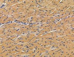 Invitrogen RFPL4B Polyclonal Antibody 100 &mu;L; Unconjugated:Antibodies,