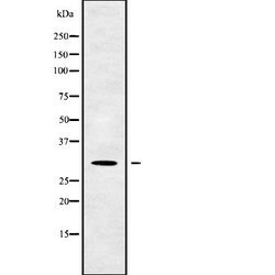 Invitrogen RFPL4B Polyclonal Antibody 100 &mu;L; Unconjugated:Antibodies,