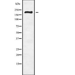 Invitrogen RBBP6 Polyclonal Antibody 100 &mu;L; Unconjugated:Antibodies,