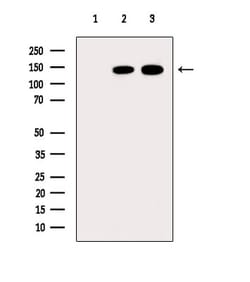 Invitrogen ARHGAP12 Polyclonal Antibody 100 &mu;L; Unconjugated:Antibodies,