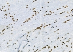 Invitrogen ARHGAP23 Polyclonal Antibody 100 &mu;L | Buy Online | Invitrogen&trade; | Fisher Scientific