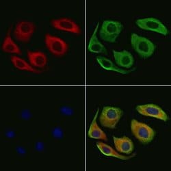Invitrogen ARHGEF6 Polyclonal Antibody 100 &mu;L; Unconjugated:Antibodies,