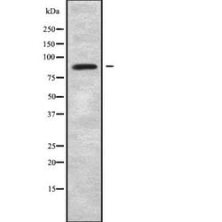 Invitrogen ARHGEF6 Polyclonal Antibody 100 &mu;L; Unconjugated:Antibodies,