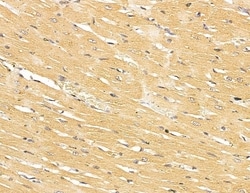 Invitrogen SCARA3 Polyclonal Antibody 100 &mu;L; Unconjugated:Antibodies,