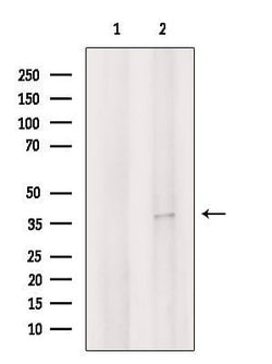 Invitrogen FRZB Polyclonal Antibody 100 &mu;L; Unconjugated:Antibodies,