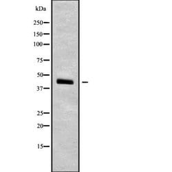 Invitrogen SEPT5 Polyclonal Antibody 100 &mu;L; Unconjugated:Antibodies,