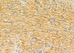 Invitrogen SRR Polyclonal Antibody 100 &mu;L; Unconjugated:Antikörper
