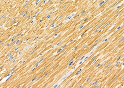 Invitrogen SRR Polyclonal Antibody 100 &mu;L; Unconjugated:Antikörper