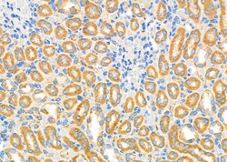 Invitrogen SRR Polyclonal Antibody 100 &mu;L; Unconjugated:Antikörper