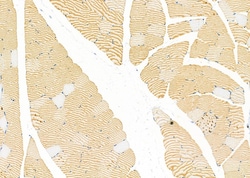 Invitrogen SRR Polyclonal Antibody 100 &mu;L; Unconjugated:Antikörper