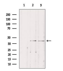 Invitrogen STAC3 Polyclonal Antibody 100 &mu;L; Unconjugated:Antibodies,