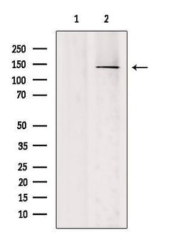 Invitrogen SH3TC2 Polyclonal Antibody 100 &mu;L; Unconjugated:Antibodies,
