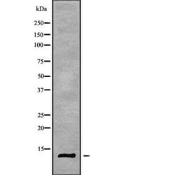 Invitrogen SH3BGRL3 Polyclonal Antibody 100 &mu;L; Unconjugated:Antibodies,