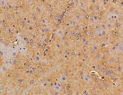 Invitrogen SH3BGRL Polyclonal Antibody 100 &mu;L; Unconjugated:Antibodies,