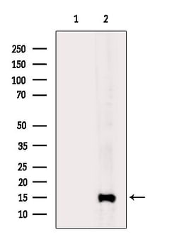 Invitrogen SH3BGRL Polyclonal Antibody 100 &mu;L; Unconjugated:Antibodies,