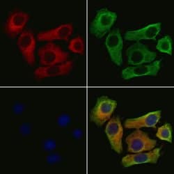 Invitrogen SLIT3 Polyclonal Antibody 100 &mu;L; Unconjugated:Antibodies,