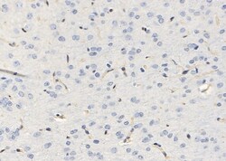 Invitrogen SLIT3 Polyclonal Antibody 100 &mu;L; Unconjugated:Antibodies,