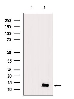 Invitrogen Eotaxin 3 Polyclonal Antibody 100 &mu;L; Unconjugated:Antibodies,