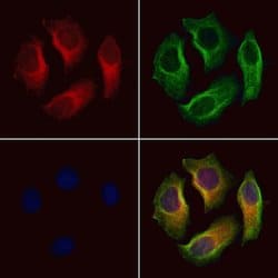 Invitrogen SLC6A13 Polyclonal Antibody 100 &mu;L; Unconjugated:Antibodies,