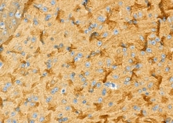 Invitrogen SLC6A13 Polyclonal Antibody 100 &mu;L; Unconjugated:Antibodies,