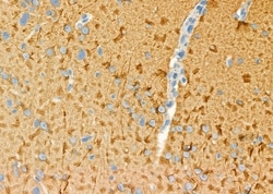 Invitrogen SLC6A13 Polyclonal Antibody 100 &mu;L; Unconjugated:Antibodies,