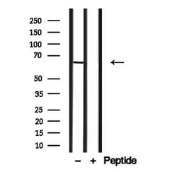 Invitrogen SLC6A13 Polyclonal Antibody 100 &mu;L; Unconjugated:Antibodies,