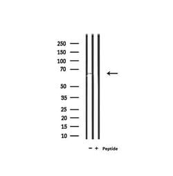 Invitrogen SLC6A20 Polyclonal Antibody 100 &mu;L; Unconjugated:Antibodies,