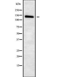 Invitrogen SLC4A7 Polyclonal Antibody 100 &mu;L; Unconjugated:Antibodies,