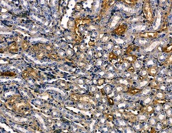Invitrogen SLC28A1 Polyclonal Antibody 100 &mu;L; Unconjugated:Antibodies,