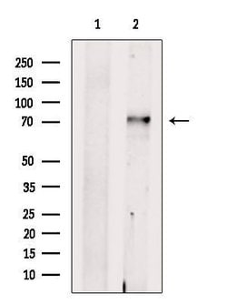 Invitrogen SLC24A2 Polyclonal Antibody 100 &mu;L | Buy Online | Invitrogen&trade; | Fisher Scientific