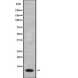 Invitrogen FXYD2 Polyclonal Antibody 100 &mu;L; Unconjugated:Antibodies,