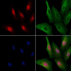 Invitrogen SFRS18 Polyclonal Antibody 100 &mu;L; Unconjugated:Antibodies,