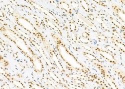 Invitrogen SFRS18 Polyclonal Antibody 100 &mu;L; Unconjugated:Antibodies,