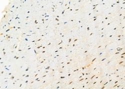 Invitrogen SFRS18 Polyclonal Antibody 100 &mu;L; Unconjugated:Antibodies,