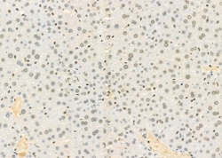 Invitrogen SFRS18 Polyclonal Antibody 100 &mu;L; Unconjugated:Antibodies,