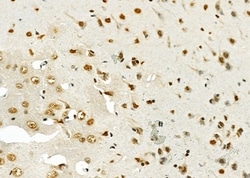 Invitrogen SFRS18 Polyclonal Antibody 100 &mu;L; Unconjugated:Antibodies,