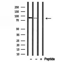 Invitrogen SFRS18 Polyclonal Antibody 100 &mu;L; Unconjugated:Antibodies,