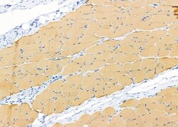 Invitrogen SYT10 Polyclonal Antibody 100 &mu;L; Unconjugated:Antibodies,