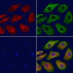 Invitrogen TBC1D2 Polyclonal Antibody 100 &mu;L; Unconjugated:Antibodies,