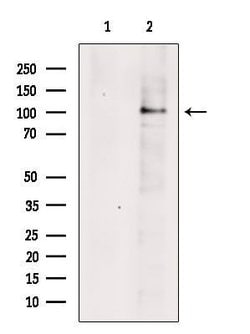 Invitrogen TBC1D2 Polyclonal Antibody 100 &mu;L; Unconjugated:Antibodies,