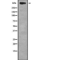 Invitrogen Tenascin X Polyclonal Antibody 100 &mu;L | Buy Online | Invitrogen&trade; | Fisher Scientific