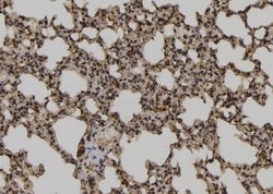 Invitrogen TCEAL2 Polyclonal Antibody 100 &mu;L; Unconjugated:Antibodies,