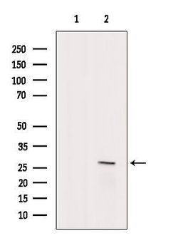 Invitrogen TCEAL2 Polyclonal Antibody 100 &mu;L; Unconjugated:Antibodies,