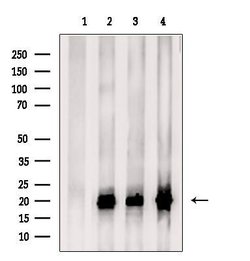 Invitrogen TCEAL2 Polyclonal Antibody 100 &mu;L; Unconjugated:Antibodies,